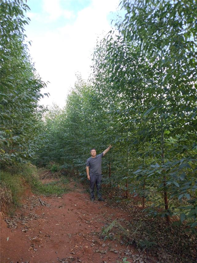 七坡林场“三步植苗”法造林实现营林工作优化改进三个“2”