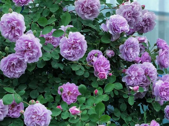养花10年，我建议你在院子里种这9种花，体验“花开满院”的浪漫