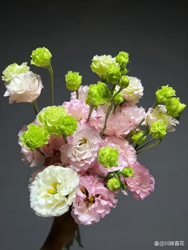 分享6种适合新手种植的漂亮花，精致好看上档次，花开一茬接一茬