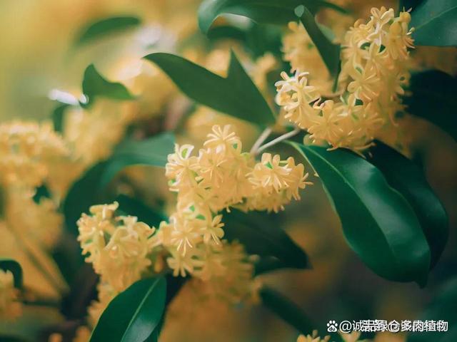 桂花养护大全：你必须知道的施肥时间和方法
