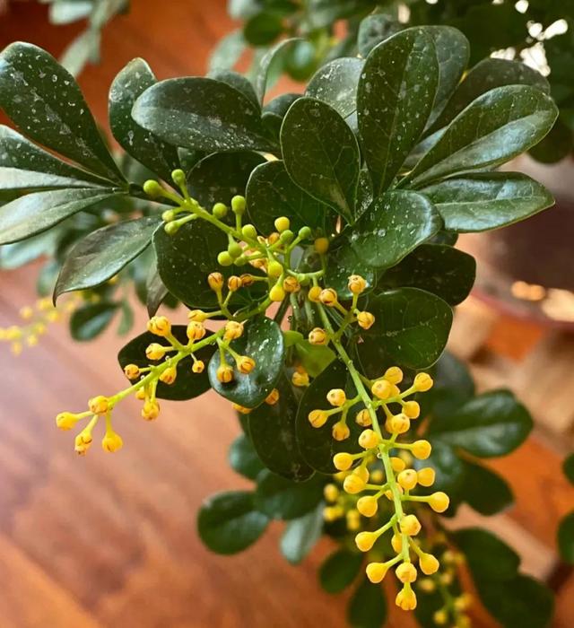 这种花“烟瘾”大，土壤中撒点烟灰，只见花朵不见叶