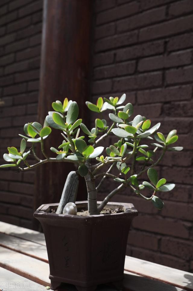 霜降后玉树“搬”还是不搬？很多花友做错了，难怪不开“富贵花”