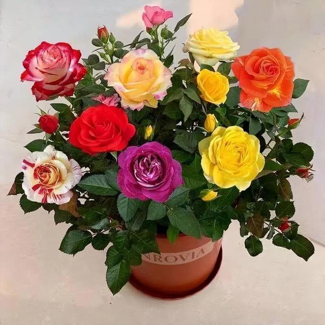 花卉界的“新宠”，一年四季开花，开花时间长