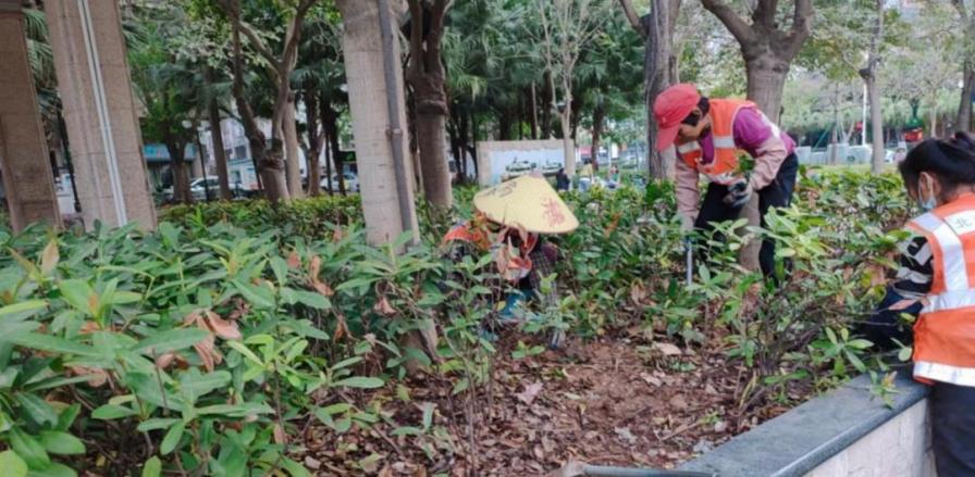 奏响绿化养护“春之声”，擦亮文明城市幸福底色