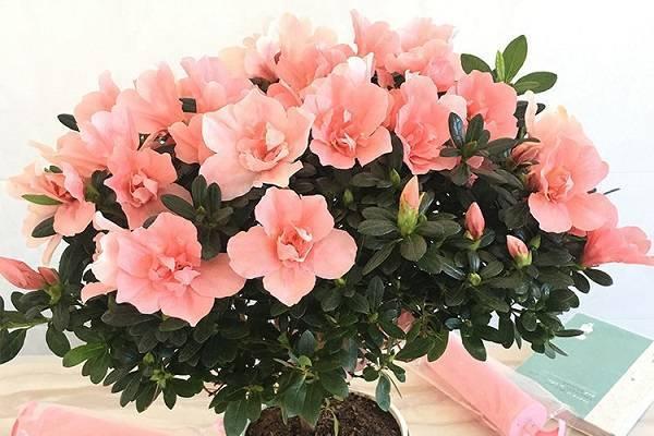 杜鹃花掉叶的原因