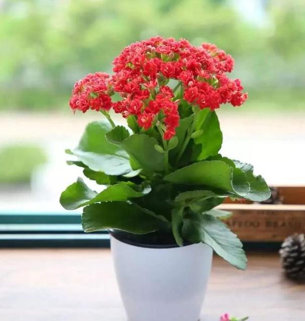 长寿花是否有毒？