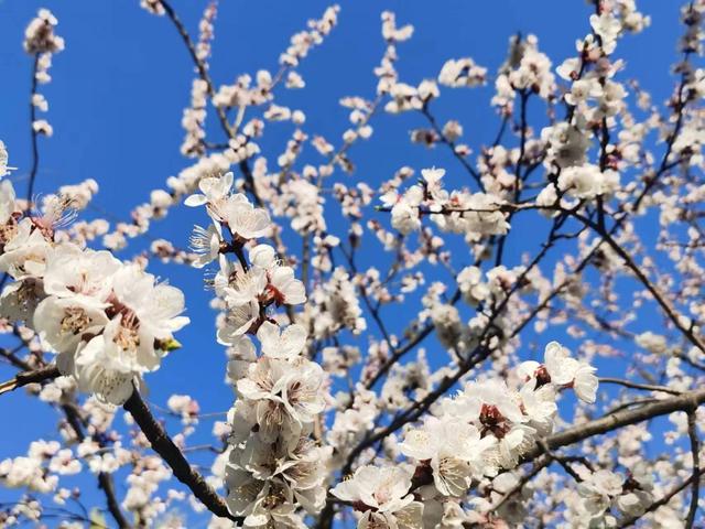 临沂市五洲湖公园绿化景观再提升，这个春天美成这样