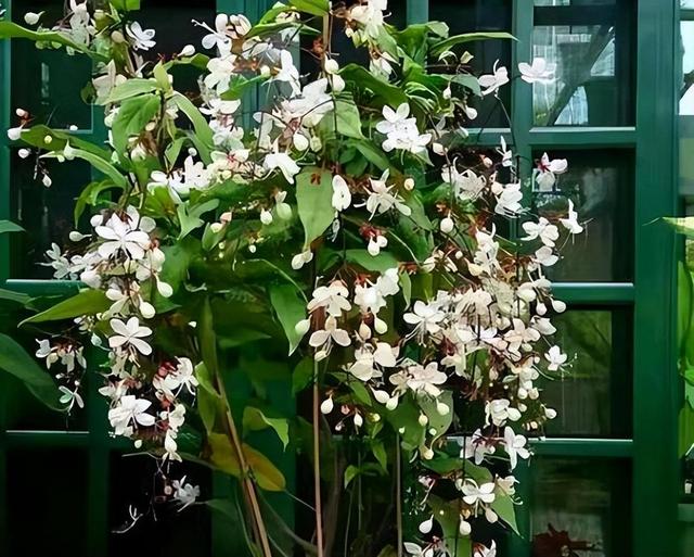 网红盆栽“垂丝茉莉”开花如飞舞，花香四溢怡人