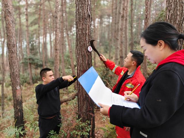 麻江县圆满完成2023年林业有害生物越冬代调查工作