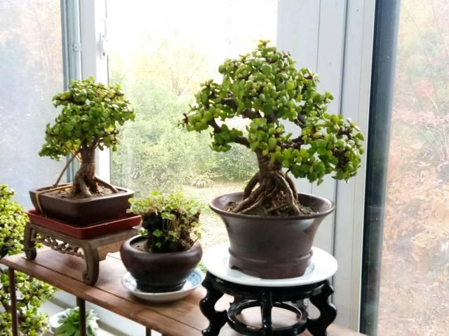 5种花是“酒鬼子”，15天喂一点酒，长势都“刹不住”
