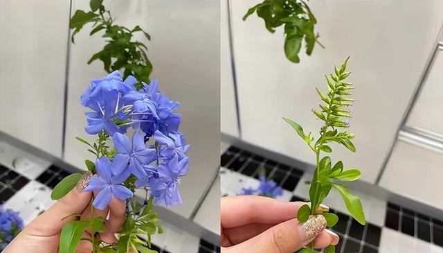 公认皮实的“蓝雪花”，其实是个“娇小姐”，根本就不值得入坑