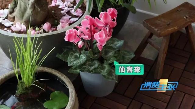 家里养花有啥讲究？这几点要注意