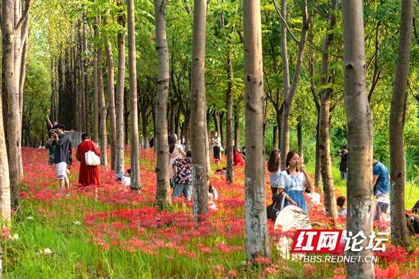 绿化带里还藏着多少惊喜？坐标长沙岳麓区：彼岸花盛放