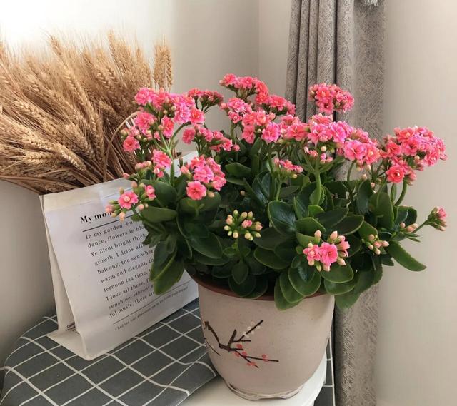 冬季养长寿花，需要做好4件事，不然难以开花，浪费时间