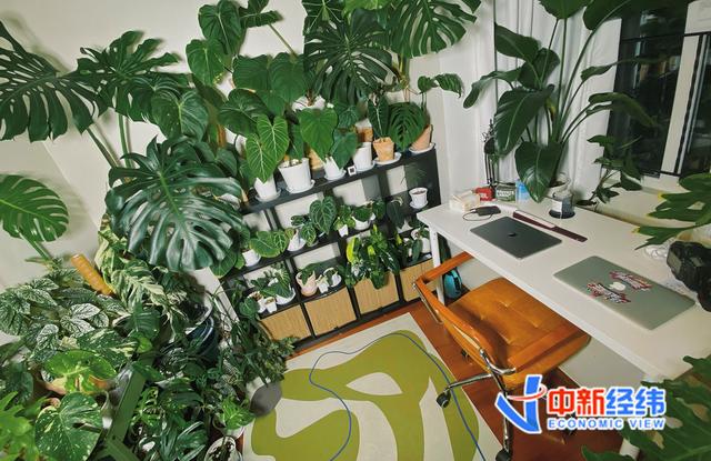绿植中的“爱马仕”：一片叶子上万，买它的人在想什么？