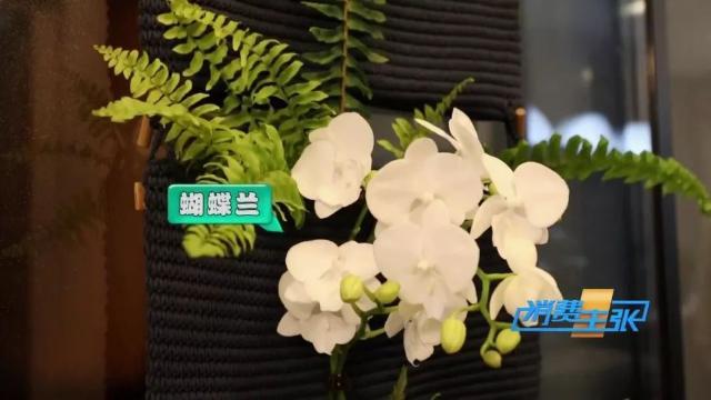 家里养花有啥讲究？这几点要注意