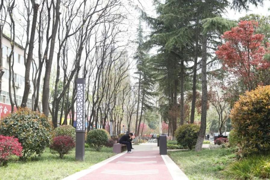 莲湖区：因时因地植绿护绿 为群众生活增色添彩
