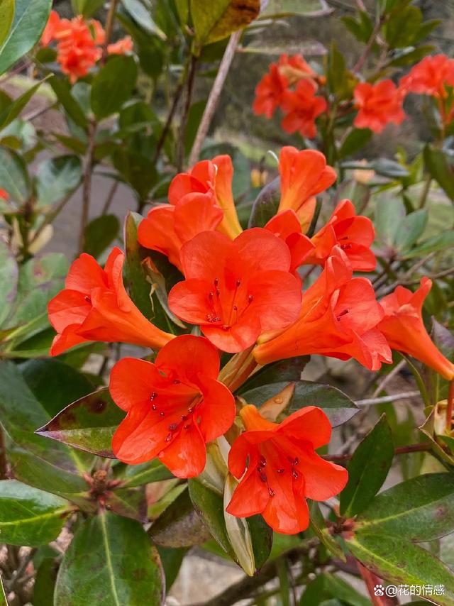 高山杜鹃花“撒克逊辉光”