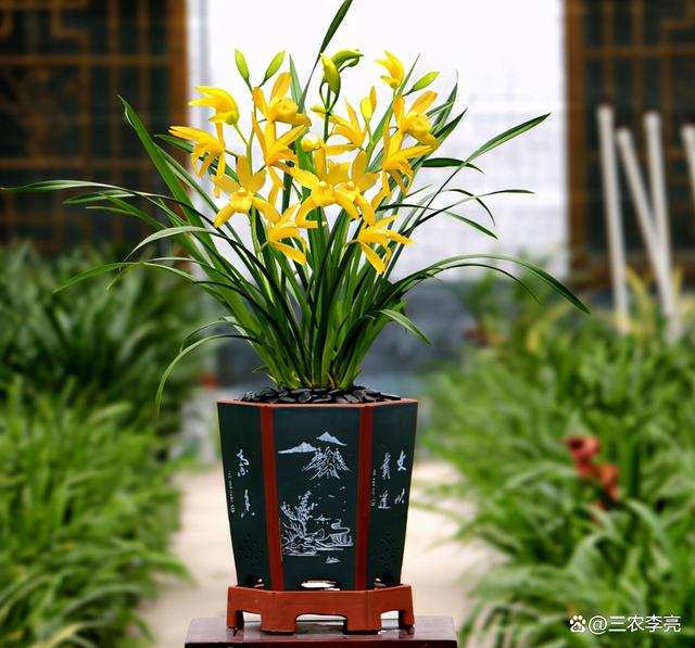 它是“最好养”的兰花，虽然价位亲民，但意境很高雅，你值得拥有