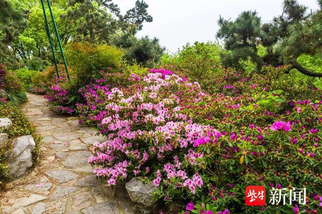“花中西施”杜鹃、南京“土著”秤锤花都开了