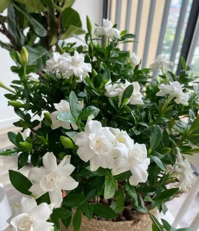 “烂大街”的5种花，很多人还当个“宝”，其实剪个枝就活！