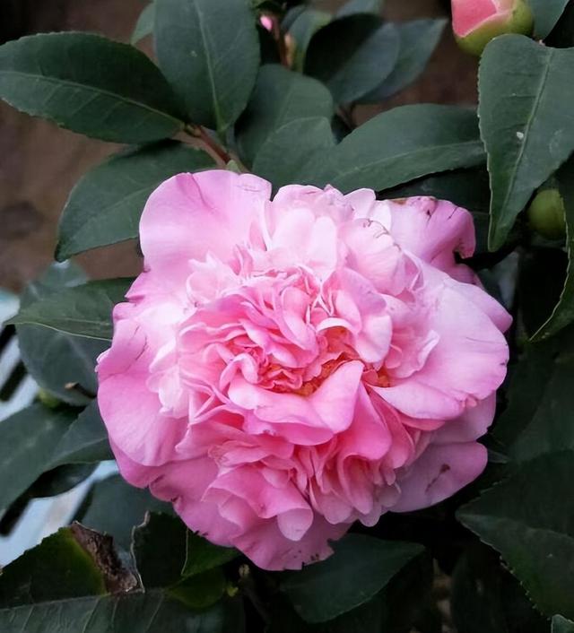 养盆“香妃”茶花，开花繁多、香味浓郁，关键是易养活，适合小白