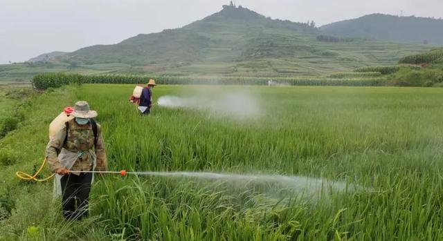 园林绿化养护主要工作 园林绿化养护主要工作