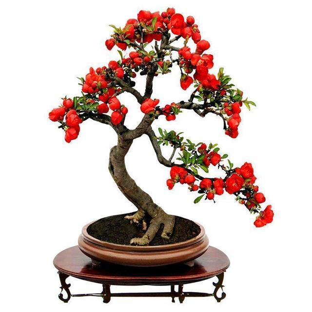 建议大家，养花就养这款海棠：我见过最美的海棠花