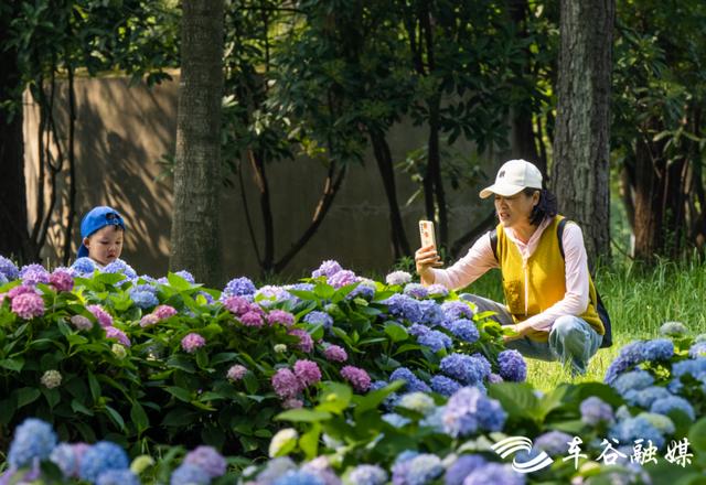初夏时节，到汤湖公园与绣球花来场浪漫“约会”吧