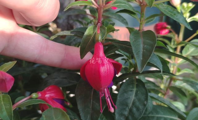 夏季高温天，8种花会“假死”，别被“表象”骗了，扔了就亏大了