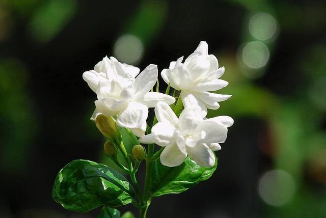 茉莉花怎么养才长得好？茉莉花的养护秘籍：让你的花朵绽放美丽！