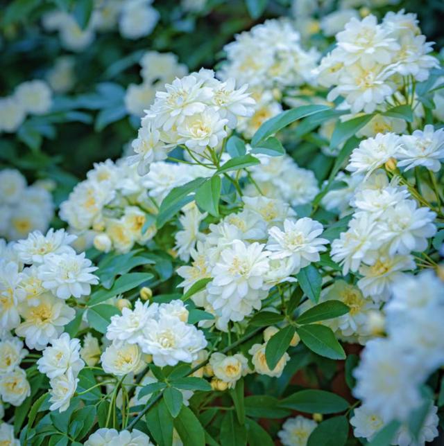 养花10年，我建议你在院子里种这9种花，体验“花开满院”的浪漫