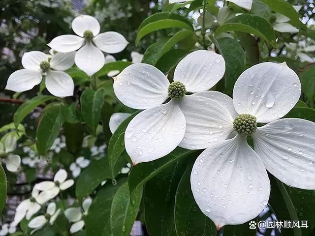 警惕四种假苗：日本雪铃树，日本四照花，英格兰山楂，欧洲鹅耳枥