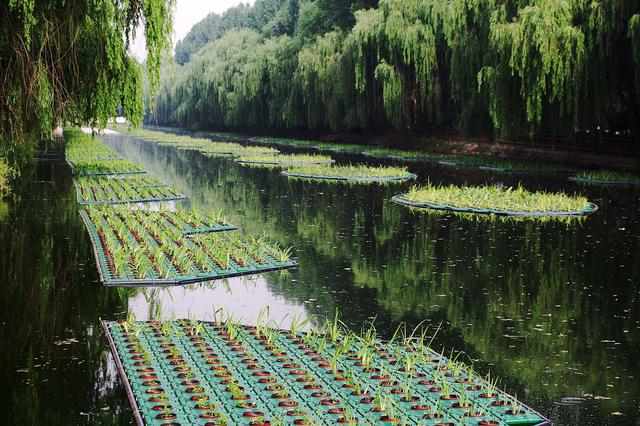 水生鸢尾种植方法及后期养护，水质净化工程，河道绿化景观
