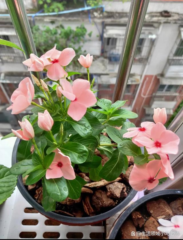 养花小常识，你知道吗？