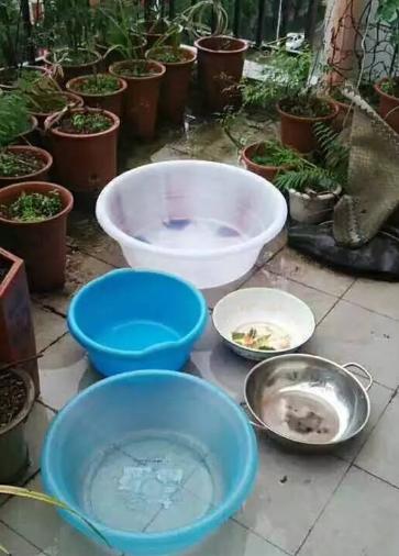 文竹喜欢水吗，应该如何给文竹浇水