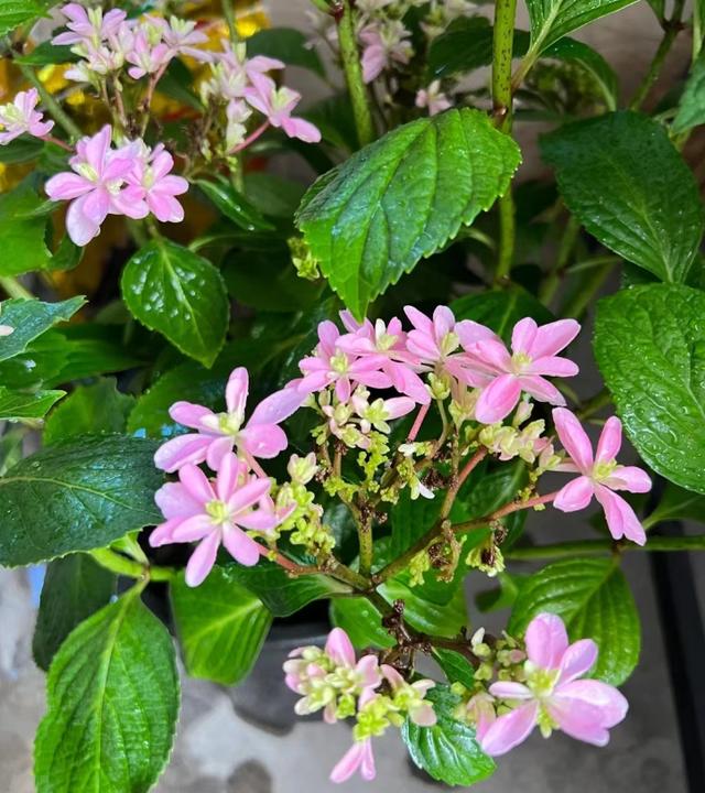 只能浇水，不能喷水、淋雨的9种花，再旱、再热也要管住手