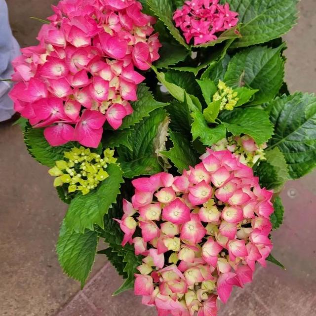 五一后，5种花要“富养”，“吃饱喝足”才能猛开花