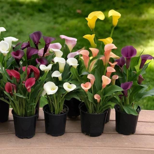 5种花难复花，别再期待了，都是些“一次性花”，介意就不要养