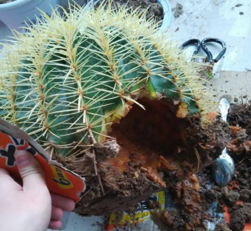只能浇水，不能喷水、淋雨的9种花，再旱、再热也要管住手