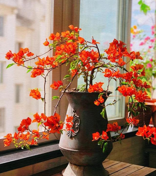 7种漂亮花，越热越“出彩”，6、7月养花首选，适合新手