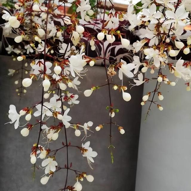 精品绿植——垂丝茉莉