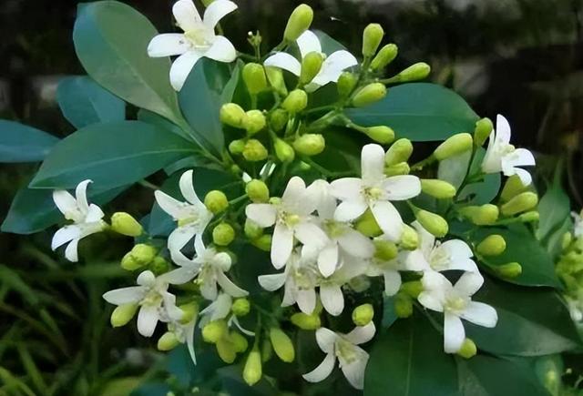 院子里养九里香花，花香清香典雅，让人心旷神怡