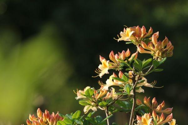 武汉“春赏花”切入杜鹃花海频道