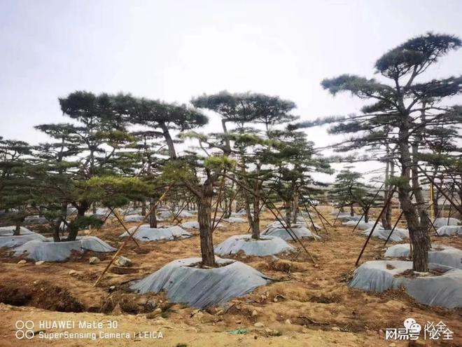 松树成为我国城乡绿化的一道美丽景观