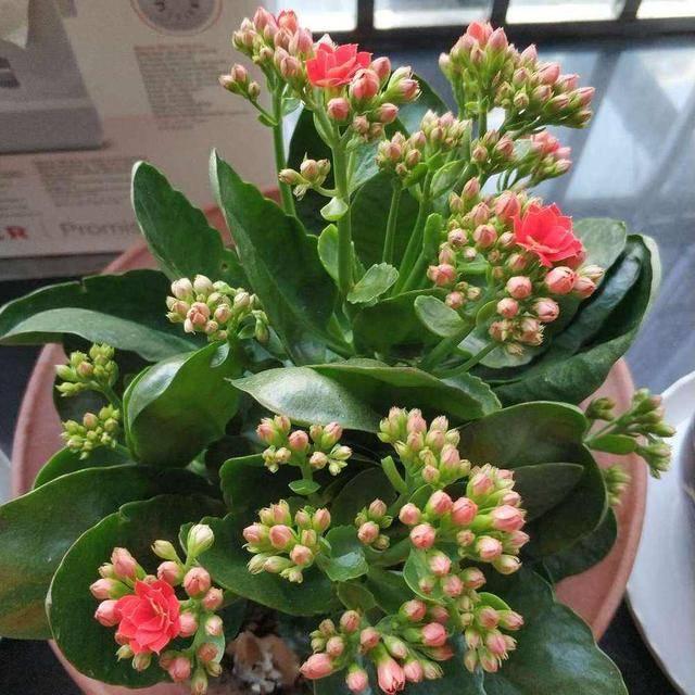 10月以后，是这3种花卉的扦插旺季，环境适宜生根快速，赶紧动手
