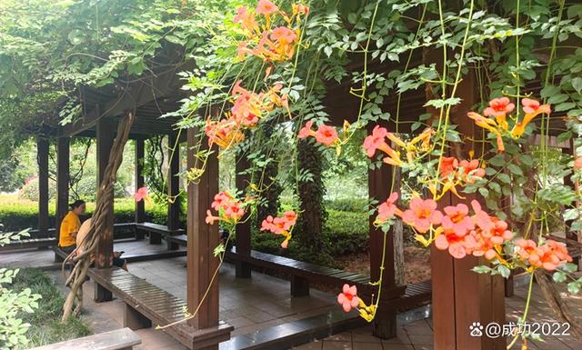 家乡美景风光秀：衡阳市南湖公园凌霄花绚丽绽放，灿烂夺目