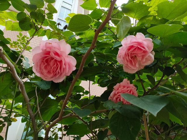 养花第3天，就被“教训”不会给花浇水，原来浇水还要先掌握这6点