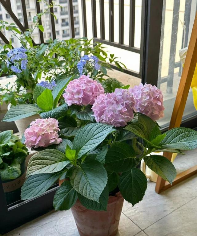 7月初，适合扦插5种花，天气越热生根越快，太省心了