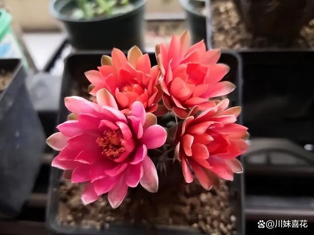 不喜欢富养的5种花，小盆种挤一挤，开花一茬接一茬